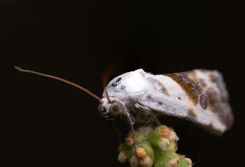 Tarachidia candefactaphoto preview