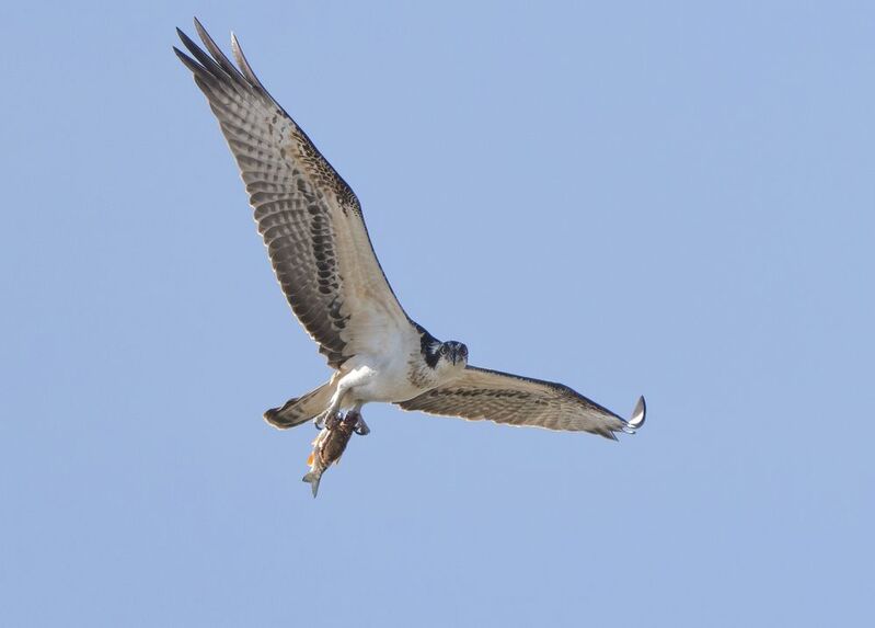 птицы,природа, осень Скопаphoto preview