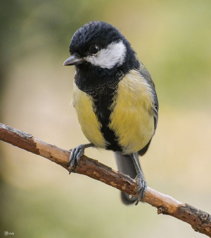 Большая синицаphoto preview