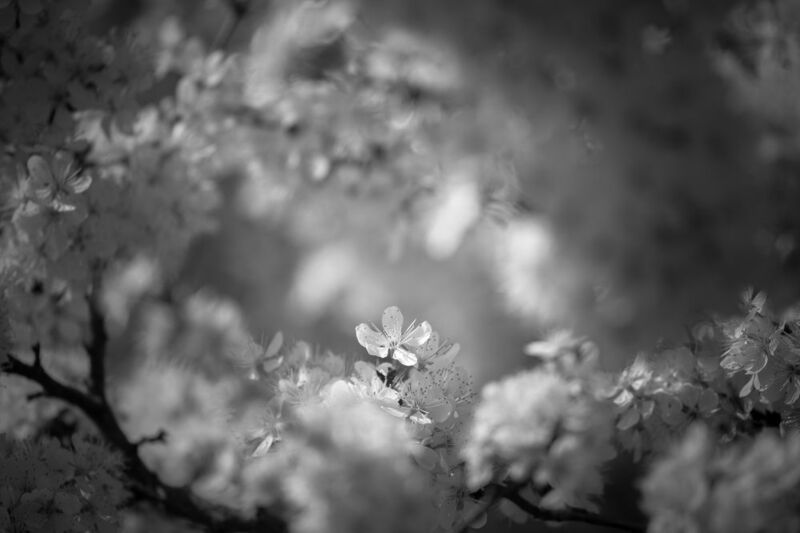 терновник, чб, цветы Такой одинphoto preview