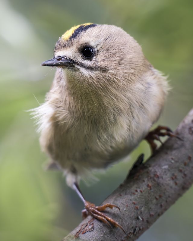 Желтоголовый королёк (Regulus regulus) photo preview