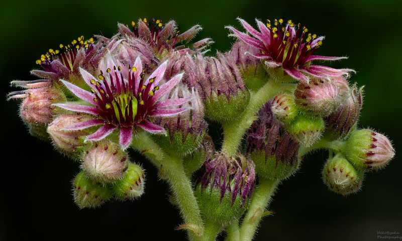 макро, природа, растения, молодило, суккуленты, цветы, лето, Sempervivum tectorumphoto preview