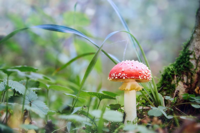 гриб, мухомор Мухоморчикphoto preview