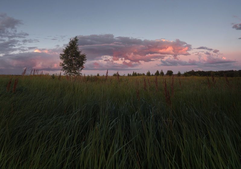 лес, свет, закат, природа ***photo preview