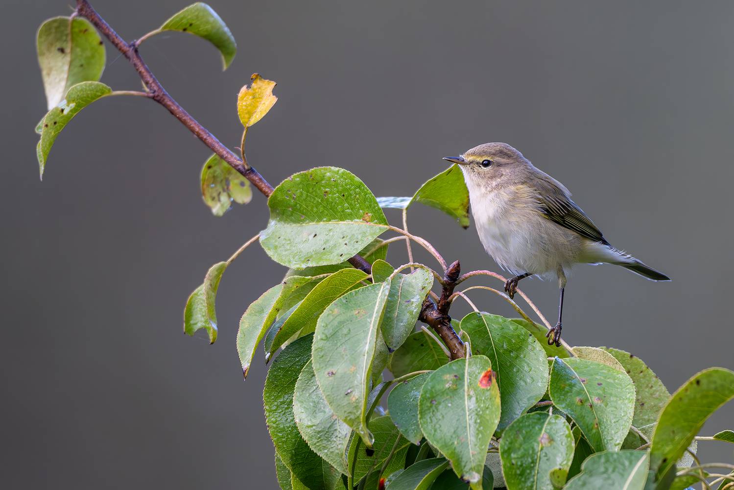 , Молодкин Дмитрий