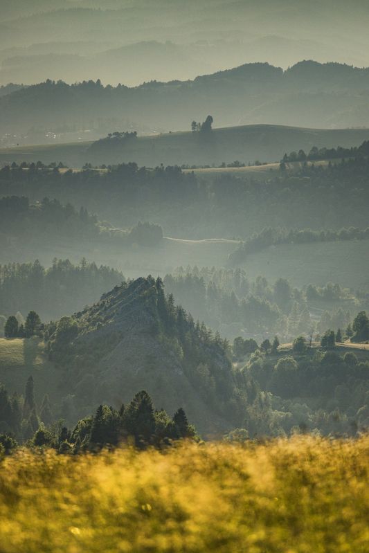 Vertical, Photography, Fog, Nature, Landscape, Tree, Nature, Forest, Morning, Dawn, Hill, Pieniny, Poland Pieniny фото превью