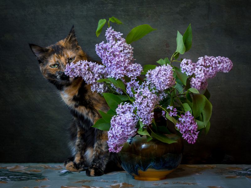 Аромат сирени.photo preview