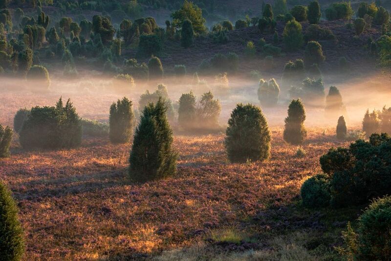 Lüneburg Heath, Germanyphoto preview