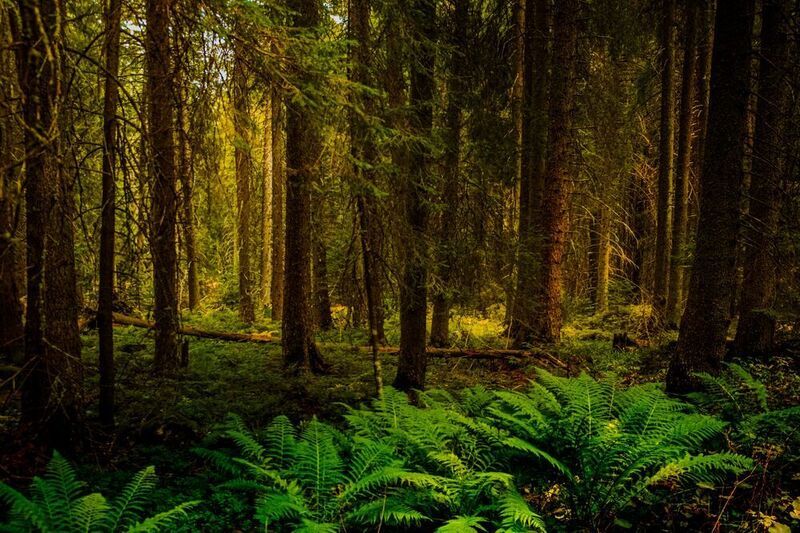 Into the wildphoto preview