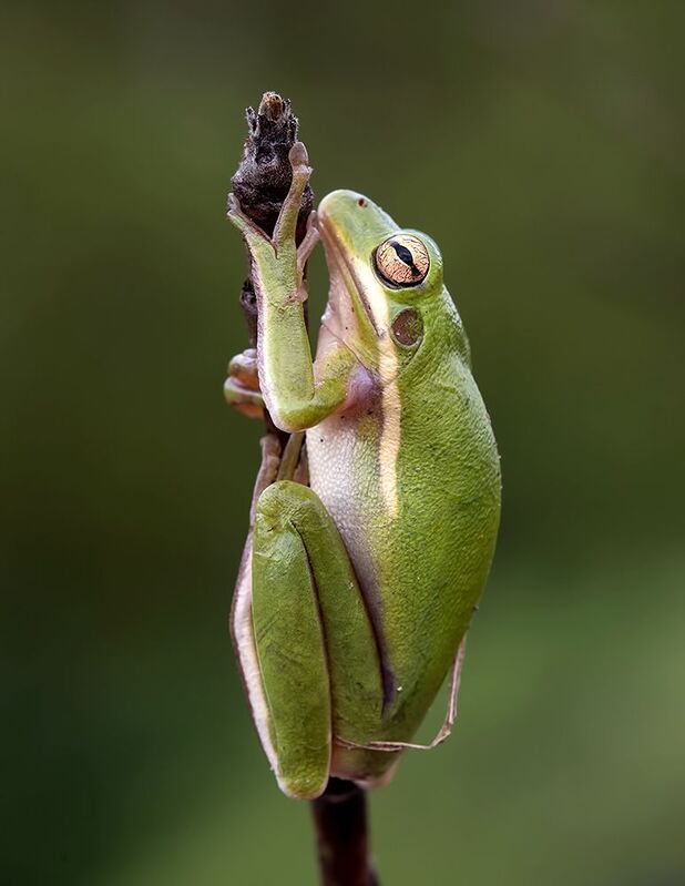 макро, квакша, лягушка, frog,  macro, земноводные Frog. Квакша. Зеленая североамериканская Квакшаphoto preview