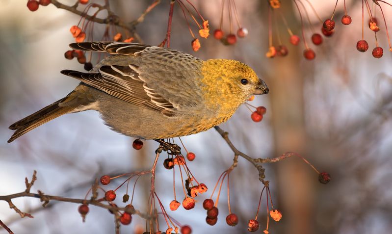 птица, щур, самка, щур (2 фото)photo preview
