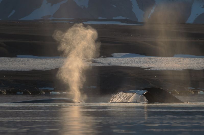 bluewhale, svalbard, arcticwildlife, oceangiants, marinelife, wildandfree, naturephotography, majesticnature, biggestanimal, mikereyfman, worldphototravel Gentle Giantsphoto preview