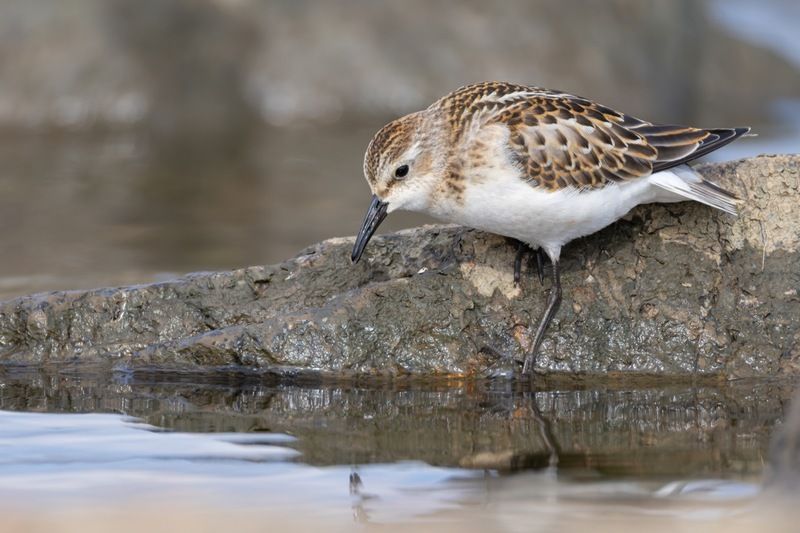 кулик, кулик-воробей,, птицы, воробей Купаться не буду, вода холодная!photo preview