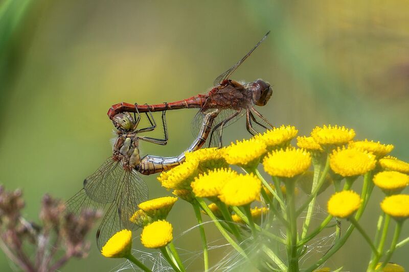 Стрекозы фото превью