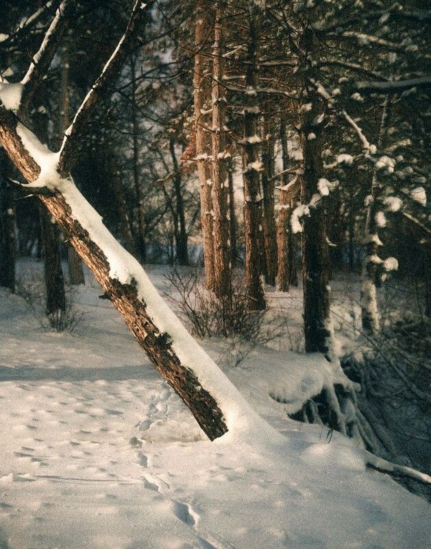 зима, лес, ночь, снег, следы, деревья, тишина, холод, природа, атмосфера, покой, зимний пейзаж, снегопад, луна, одиночество, мороз, тайга, свет, красота природы Тишина зимней ночиphoto preview