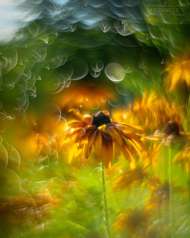 Сияние ушедшего летаphoto preview