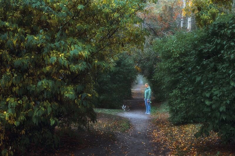 осень сентябрь утро аллея прогулка деревья кусты листья дорожка Ранним утром в городской аллееphoto preview