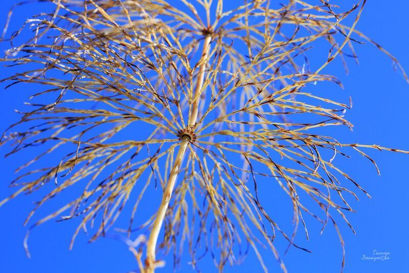 хвощ, реликтовое растение, тонкие ветви Ажурный зонтик осени.photo preview