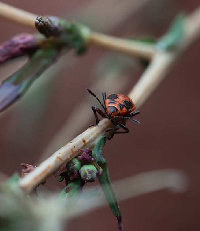 Pyrrhocoris apterusphoto preview