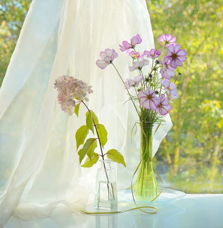 Космея фото превью