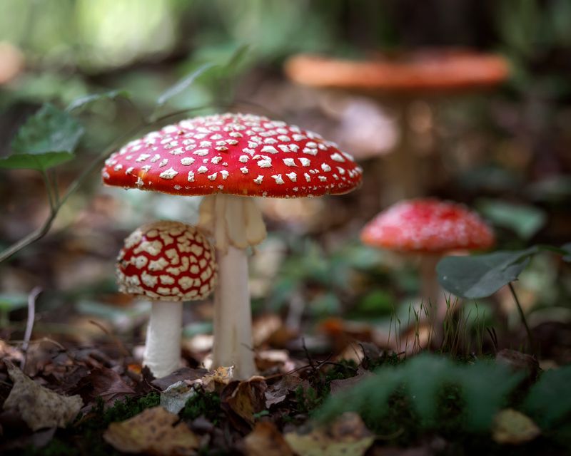 Семейка мухоморчиков фото превью