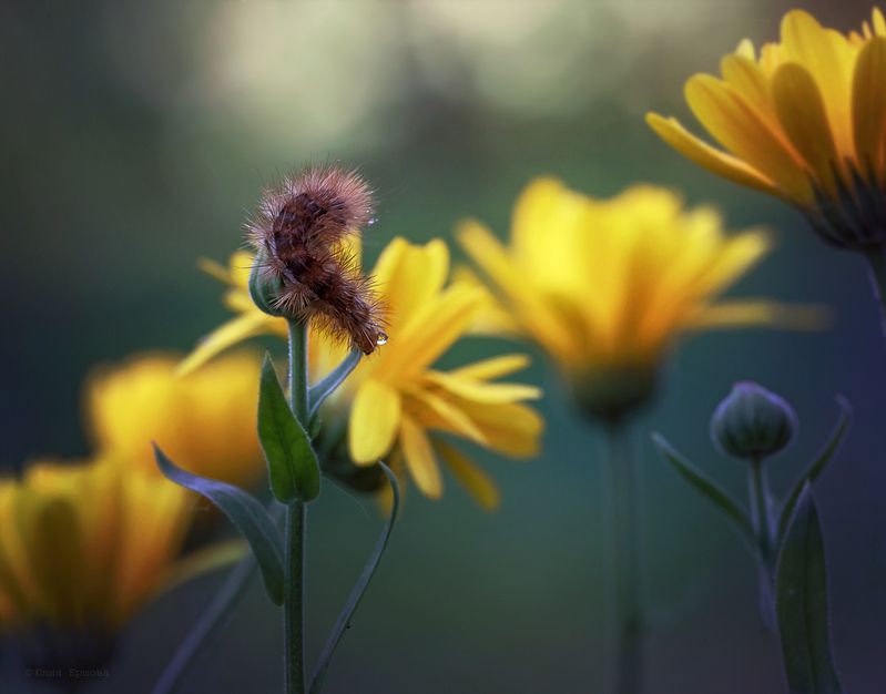 гусеница, ноготки, макро, macro Гуся и ноготкиphoto preview