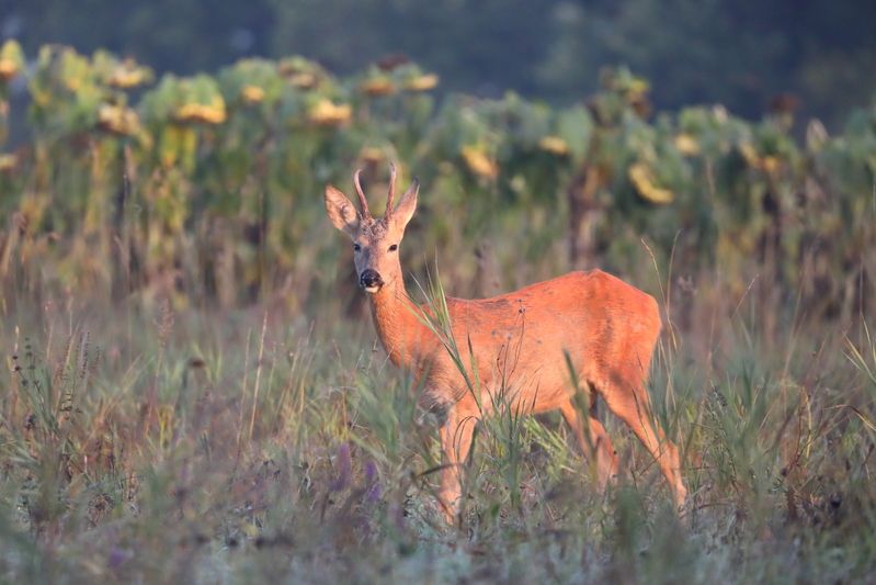 природа, природа самарской области, подсолнухи, животные, звери, анималистика,фотоохота, косуля Подсолнухи созрелиphoto preview