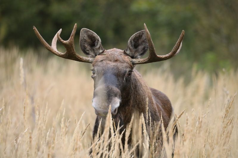 природа, природа самарской области, анималистика, фотоохота, животные, звери, лось Ну, здравствуй!..photo preview