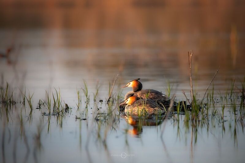 Чомгиphoto preview