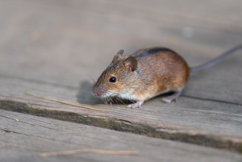 мышь, мышка, полевая мышь, лес, природа, фотоохота Глаза-бусинкиphoto preview