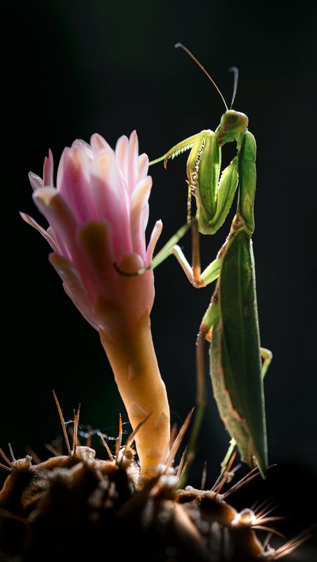 Libertangophoto preview