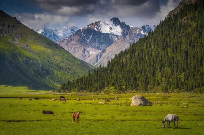 Пейзаж с лошадкамиphoto preview