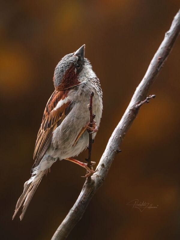 наблюдения за птицами, воробьи, воробей, воробей домовой, птицы, портреты птиц, эмоции, осень, осень2025 Осеньphoto preview