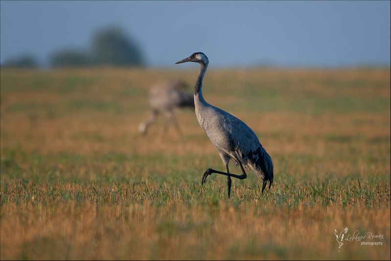 Грациозный фото превью