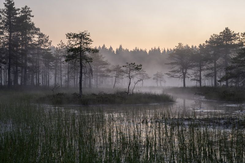 болото, туман, рассвет Туманная глубина болотphoto preview