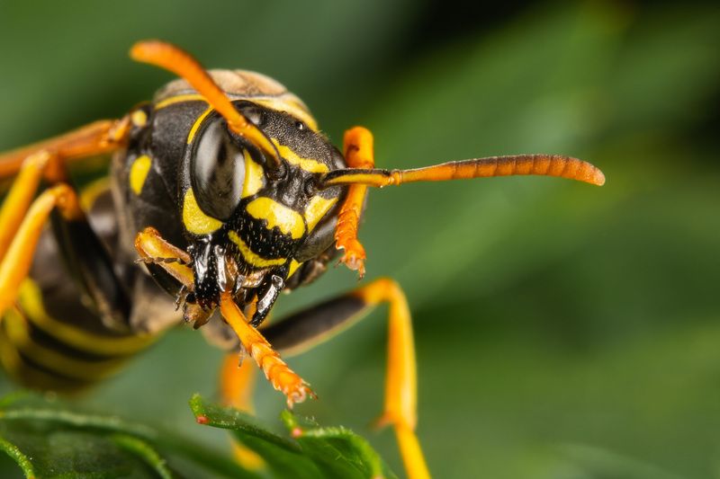 Polistes nimphaphoto preview