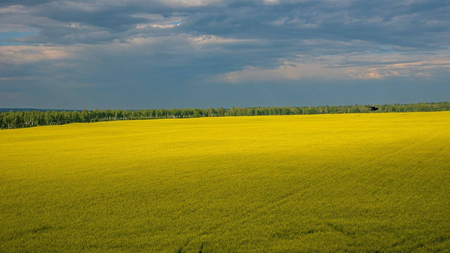 поле, утро, желтое, Юрий Мальцев
