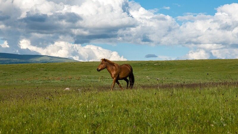 монголия, горы, лето, облака, лошадь, жеребец, молодой Красавчикphoto preview