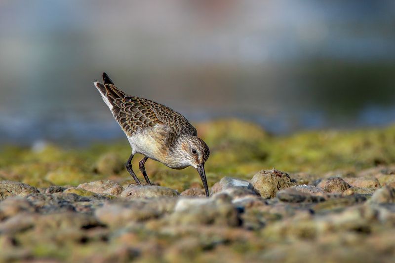 Краснозобикphoto preview