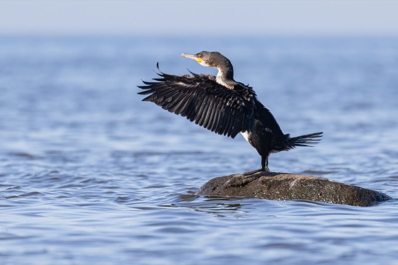 баклан, финский залив, птицы photo preview