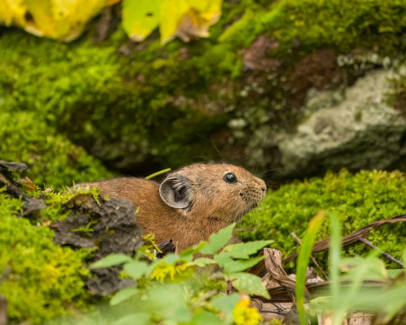 пищуха, северная пищуха, анималистика, красноярские столбы, животные сибири Спряталась! Северная пищуха / Ochotona hyperborea.photo preview