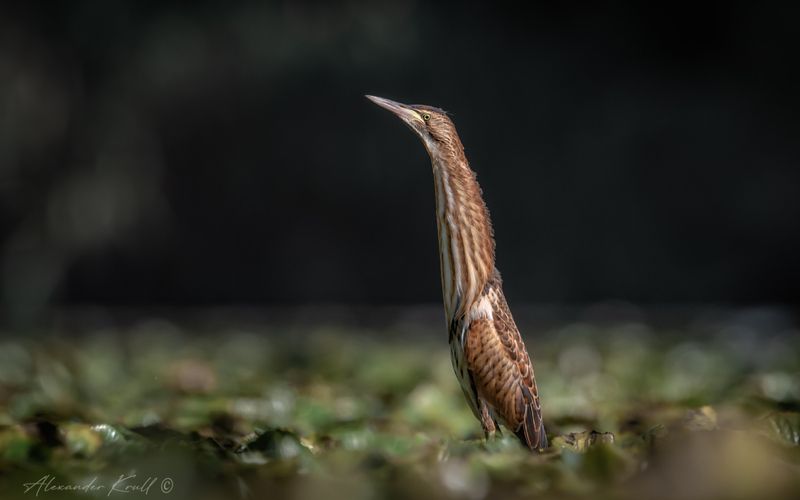 выпь, малая выпь, волчок, ixobrychus minutus Поднять перископ!photo preview