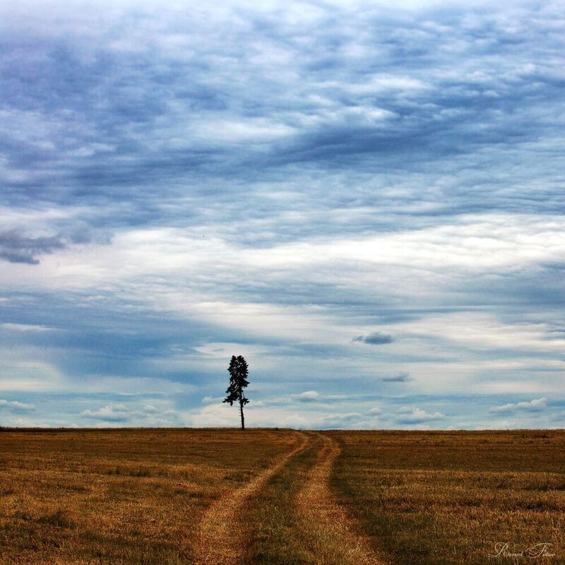 «Трава ищет на земле толпы себе подобных; дерево ищет на небе свое одиночество.» (Рабиндранат Тагор)photo preview