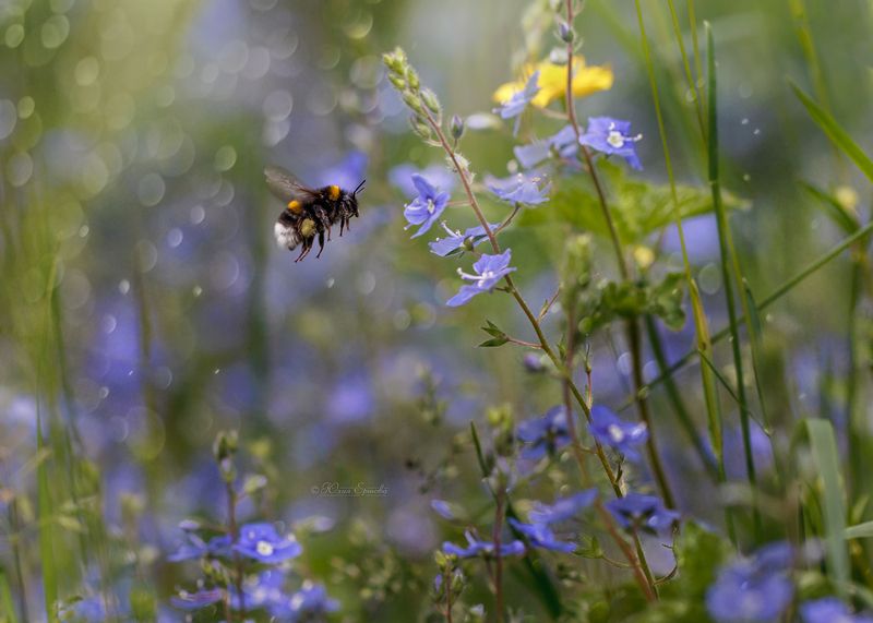 шмель Жжжжжphoto preview