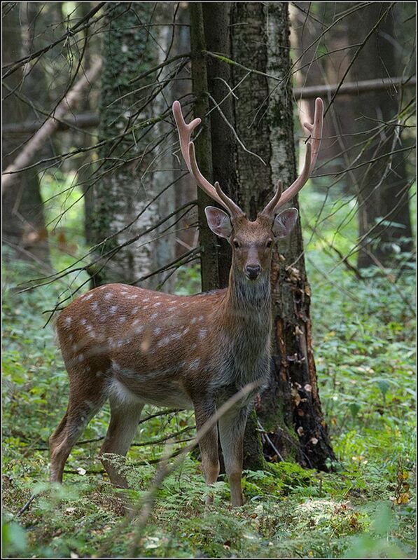 москва, сентябрь, парк, пятнистый олень *****photo preview