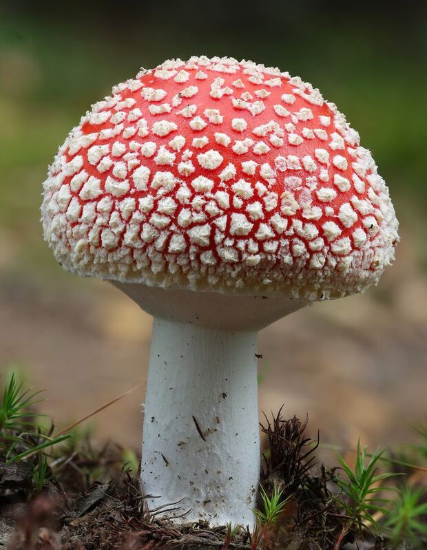 amanita muscaria мухомор гриб Amanita muscaria фото превью