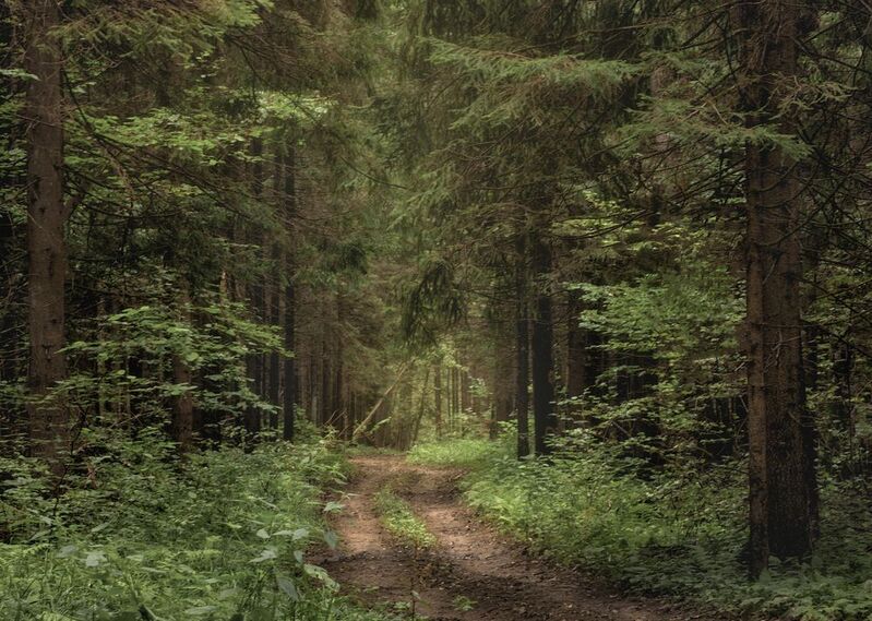 Тропинка в сердце лесаphoto preview