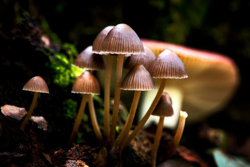 Ты не пробуй этот гриб, хоть красив его изгиб. фото превью