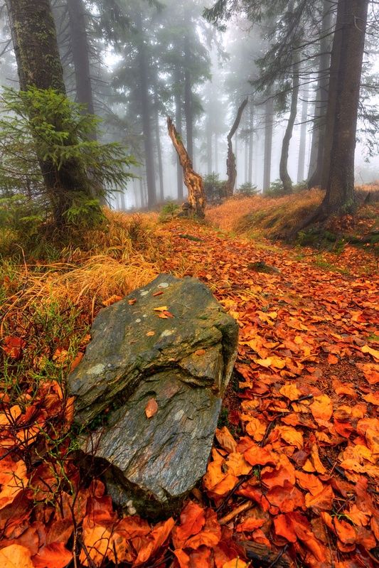 landscape, autumn, trees, rock Autumn in Jesenikyphoto preview