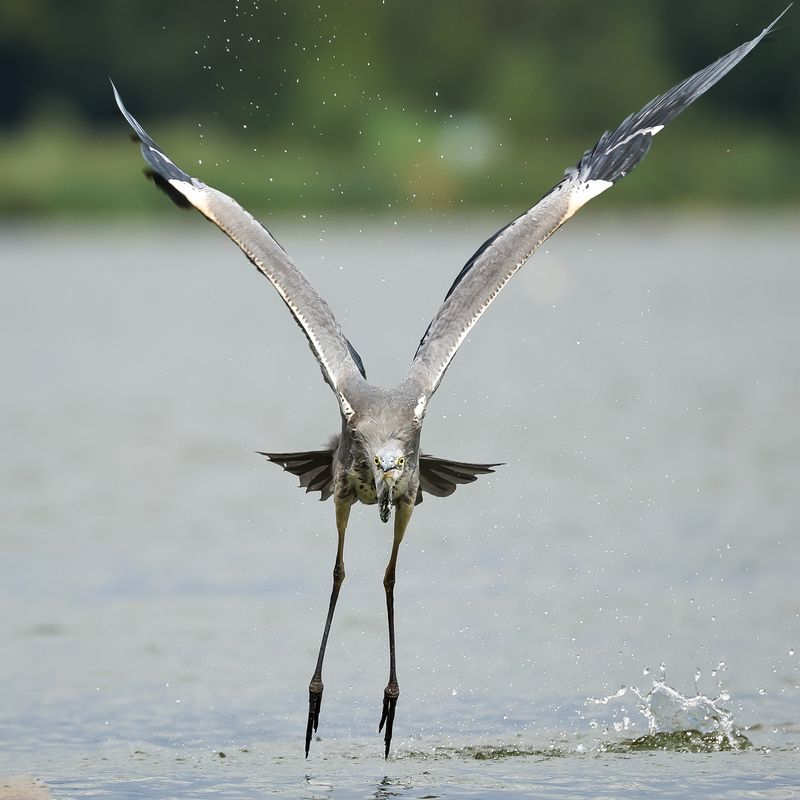 серая цапля Полёт птеродактиляphoto preview